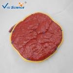 Professional Human Anatomical Model Medical Placental Model Attached To