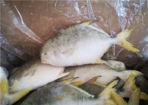 China 400G​ Frozen Pomfret Fish wholesale