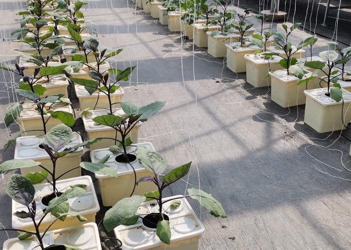 Pp Soilless Hydroponic System Medium 30x25x23cm Beige Dutch Bucket Growing Tomatoes Cucumber Zucchini