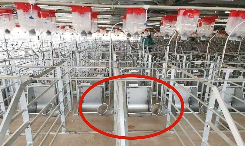 SS304 Pig Farming Water Drinking Bowl Automatic Hog Waterers