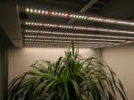 8 Bar 1836μMol/S 3000K Full Spectrum LED Grow Lights