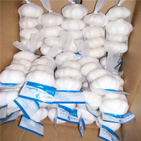 PURE WHITE GARLIC WITH TUBE PACKAGE