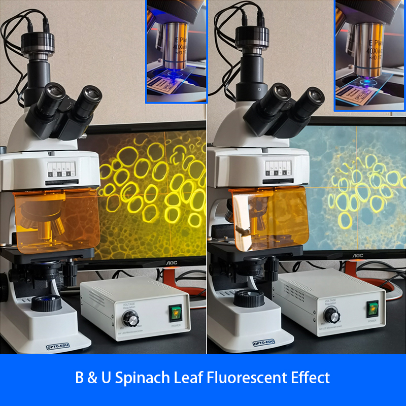 OPTO-EDU A16.2601 40x - 1000x LED Trinocular Fluorescence Microscope For Research / Learning