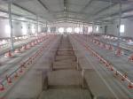 White Red Automatic Pan Feeding System Plastic Automatic Pan Feeder