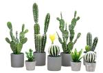 Indoor Realistic Faux Greenery Potted Plants 8*15cm 10*15cm 10*18cm