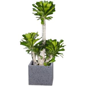 China Anti Aging Artificial Succulent Plant Home Interior Landscape Set Pieces Potted wholesale