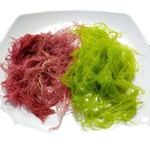 China FROZEN Dried Seaweed Tosaka In Red Green Style Flavored Seasoned wholesale
