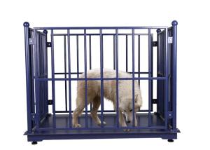 China 3000KG ODM Cattle Weighing Scales Carbon Steel wholesale