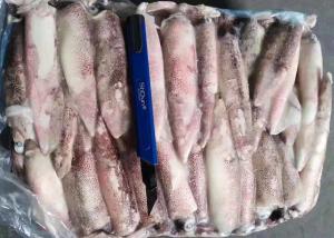 China Whole Round Illex Squid Chinese Ocean Vessels Loligo Chinensis Bqf wholesale