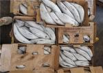 Katsuwonus Pelamis Bulk 2.0kg 2.2kg Frozen Skipjack Tuna