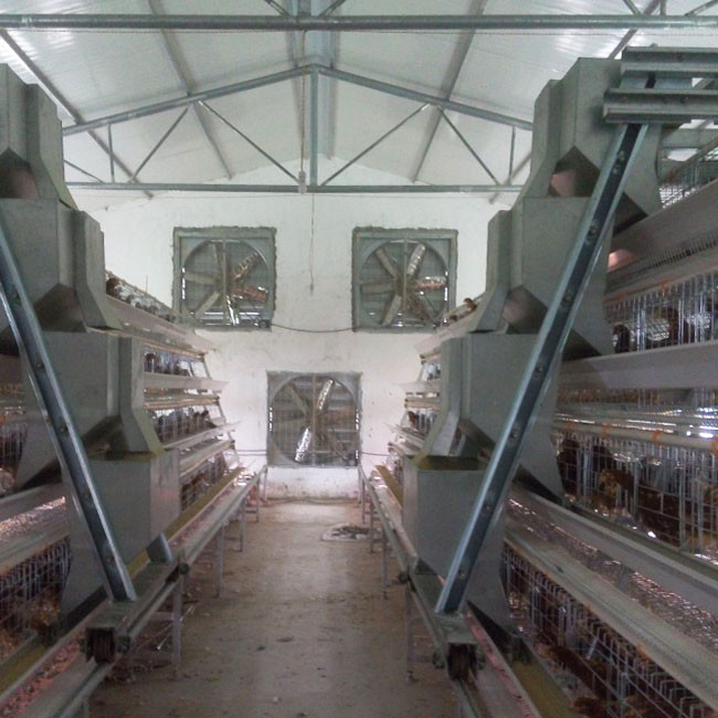 128 Birds A Type Layer Chicken Cage Installation Provide