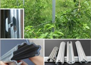China Farm Fence Galvanised Steel Vineyard Posts For Grape , Eco - Friendly wholesale