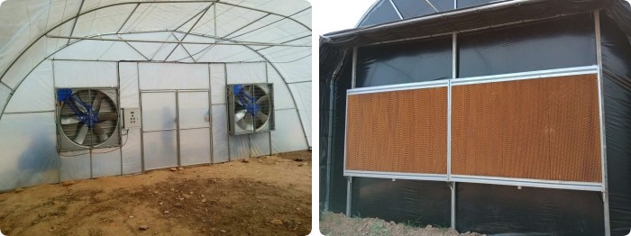 Indoor Hydroponic Tropical Area Polytunnel Sawtootch Greenhouse With Cooling Irrigation System