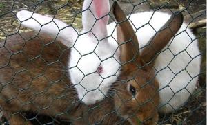 China hot sale Rabbit Proof Netting manufacturer wholesale