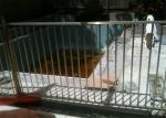 1200mmx2400 Temporary Pool Fencing Melbourne