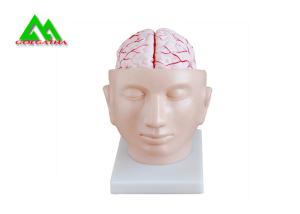 China Human Head Section Medical Teaching Models Eco Friendly Allergy Free wholesale