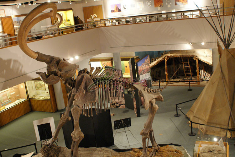 Museum Standard Fiberglass Complete Dinosaur Fossil With Anti Rust Steel Frame
