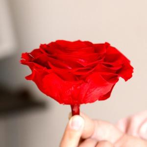 China New Technique Preserved Rose Handmade Real Forever Giant Rose wholesale