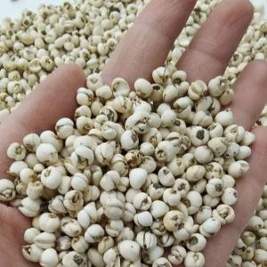 China Fritillaria Chinese Herbal Medicines Organic Chinese Herbs wholesale