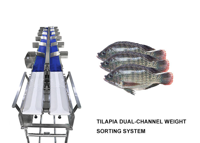 Dual Channel Tilapia Weight Sorting Machine 6 Level