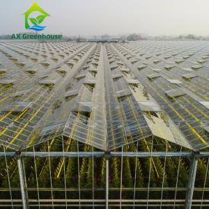 China Insulated Automatic Agricultural Glass Greenhouse Commercial Turnkey Hydroponic Greenhouse wholesale