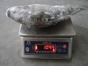 China High Quality Seafood Product Black Frozen Tilapia wholesale
