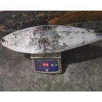 Sea Frozen Whole Round BQF Size 5kg 10kg Yellowfin Fresh Frozen Tuna Purse Seine