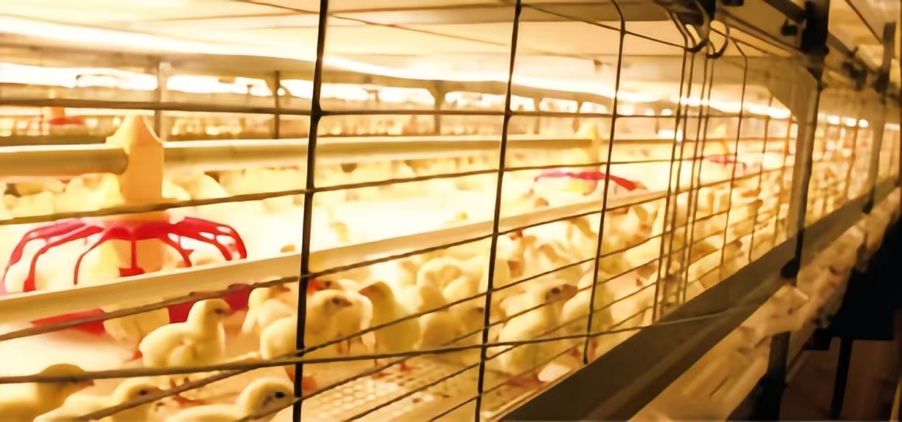 Automatic Broiler Chicken Farming Equipment H Type Chicken Steel Cage