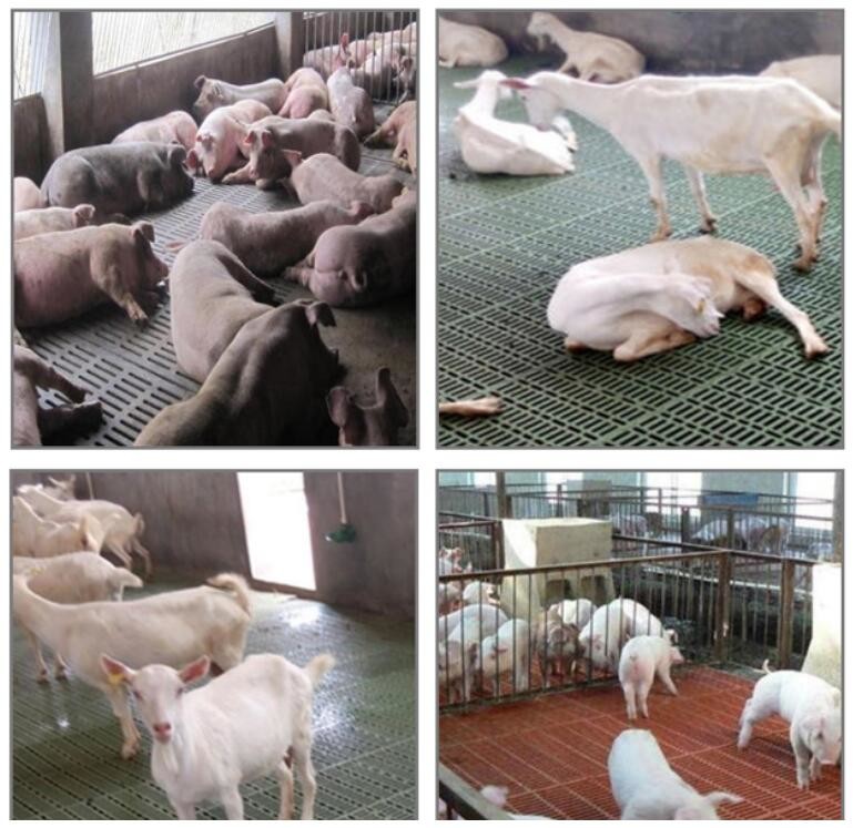 Farming PSF-01 Goat Plastic Slat Floor Poultry Goat 700mm