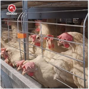 China Poultry Broiler Chicken Coop Hot Dip Galvanized Chicken Cage wholesale