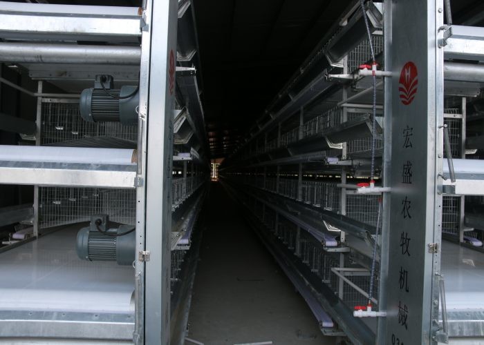 160 Birds Layer Chicken Cage Automatic Controlling System Q235 Steel Wire Material