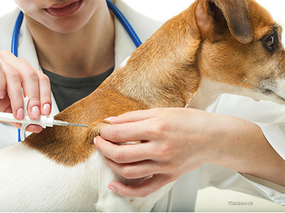 RFID LF Smallest Identification Rfid Injection Microchip For Animals