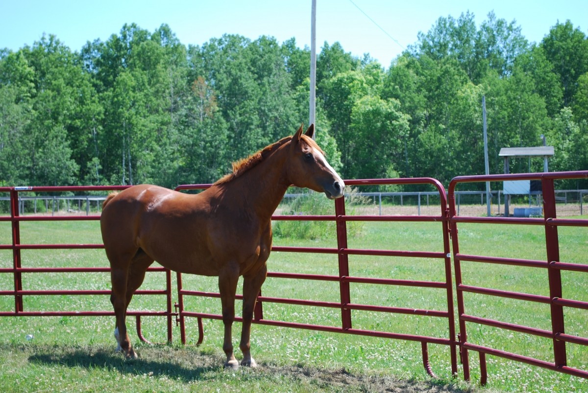 Portable Corral Fence Galvanized Cattle Yard Horse Fence Panel Livestock Panels
