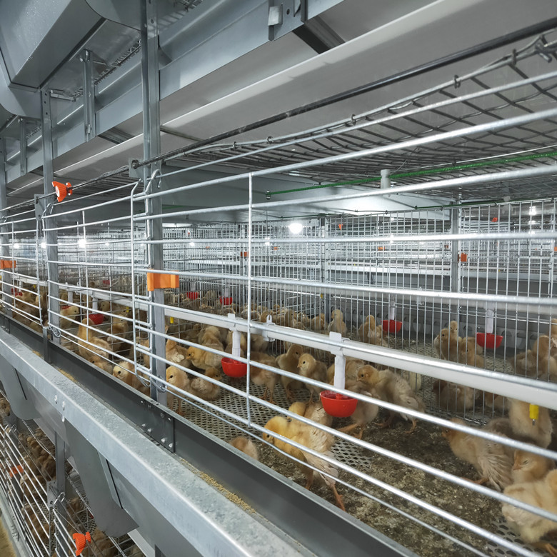 H Type Hot Galvanized Chick Brooder Cage 5 Tiers 170 Birds