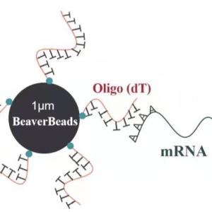 China 1 ML 1 μM Magnetic Beads Coupled With Oligo DT wholesale