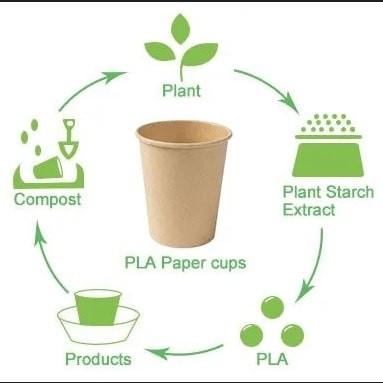 Biodegradable PLA Coated Paper Roll 150 - 350 Gsm For Food Packaging Solutions