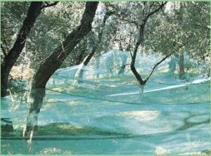 China Hdpe Olive Harvesting Nets wholesale