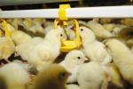 Safety Organic Acid Acidifiers In Animal Nutrition Improve Health