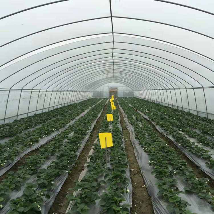 Polyethylene Film Greenhouse Agritulture Tunnel Plastic Greenhouse For Plant Growth
