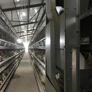 China Running Feeder Battery Cage For Poultry , Custom Height Modern Chicken Cages wholesale