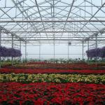 Galvanized Steel Pipe Agricultural Plastic Film Multi Span Tunnel Greenhouse For