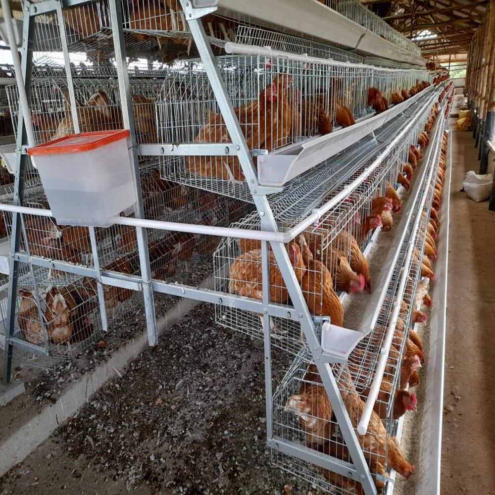 10000 Layer Farm Used Battery Chicken Cage 12 Weeks To 16 Weeks