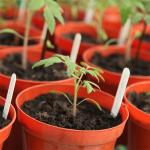 Tomato Plant Growth Tunnel Plastic Greenhouse Film Covering UV Treated