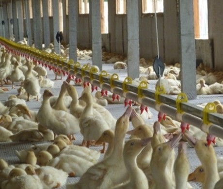 1.5kW 200L Poultry Automatic Pan Feeding System