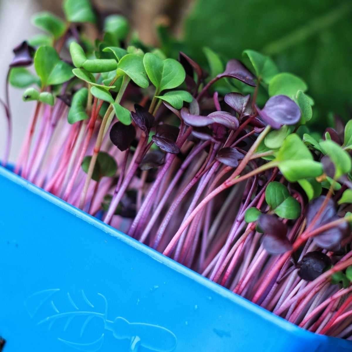 Compact Diesel Engine Harvest Machines for Microgreens Harvesting and Easy Operation