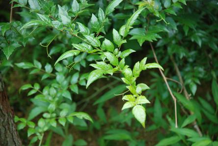 Herbal diabetes tea organic blood lipid regulating tea