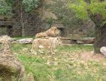 Stainless Steel Lion Enclosure Wire Rope Mesh-lion wire mesh