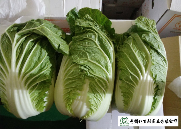 Fresh Chinese Napa Cabbage 2.5 KG / PER No Putrefaction Good Taste