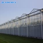 Agriculture Multi Span Venlo Glass Greenhouse For Tomato Planting