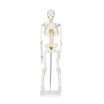 85cm Disarticulated Educational Skeleton Model For Medical Teaching